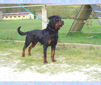 Conor del Conceyu Fari&ntilde;on