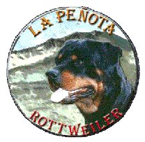 Rottweilers de la Pe�ota